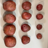 [신한카드 할인] 땅속에 사과 국내산 홍감자