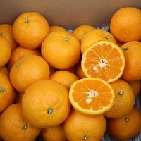 [오커최고] 시원 찐한 카라향 제주 카라향