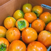 [신한카드 할인]  제철을 맞은 햇  대봉감(푸)