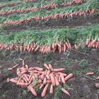 [신한카드 할인] 황금빛 보물  제주 구좌 세척 당근