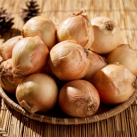 [보름데이] 국내산 만생종  양파(푸)