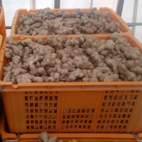 [만원의 행복] [생강최고] 찐한 생강 흙생강 세척생강 1kg