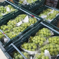 [만원의 행복] [샤인디어] 샤인 머스켓 실속형 프리미엄 500g 700g 1kg 2kg 가정용