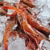 ★생물★ 동해안 자연산 홍새우 500g/팩 단새우 꽃새우 동해직송