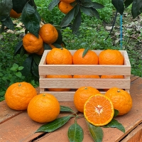 서귀포에서 재배한 고당도 카라향(푸)