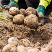 강원도 감자 포슬포슬 카스텔라 3kg 5kg 10kg