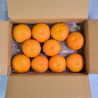 황금빛 속 붉은 매력  제주  레드향