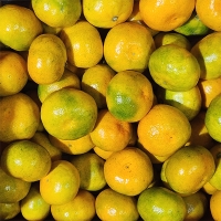 [주말특가] 고당도 타이벡  감귤(푸)