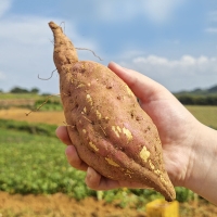 [자연속애] 안면도 호박고구마 3kg/5kg/7kg/10kg (대300-400g내)