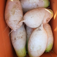 아삭한 식감의  강원도  고랭지무(푸)