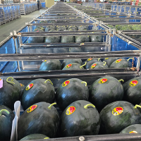 고당도 국내산 흑수박