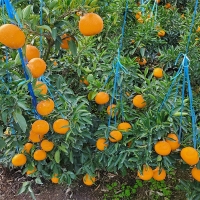 [보름데이] 프리미엄 고당도 천혜향(푸)