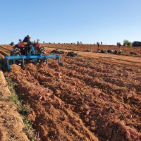 정성가득 무안 황토 베니하루카 꿀고구마 소/ 특상  3kg 5kg