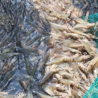 [오커브팜] 흰다리 새우 활새우 500g 1kg