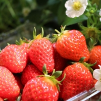 [오커늘푸] 설향 딸기 700g 한입 특