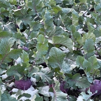 [주말특가] 제주도 프리미엄 콜라비(푸)