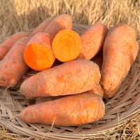 국내산 흙당근