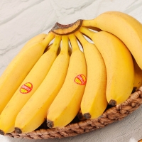 (산지)- 고당도  바나나 8-9손(13kg) 1박스