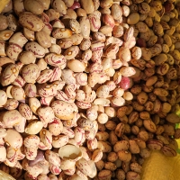 [오커최고] 어흥 호랑이콩 건조 호랑이콩 500g 1kg