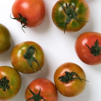 단짠단짠 씹는 식감이 좋은 대저토마토 1kg 외 7종