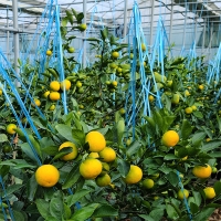 청정 제주 하우스 비가림감귤(푸)