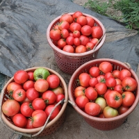 프리미엄 완숙토마토(푸)