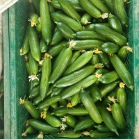 [만원의 행복] 수분이 가득한 미니오이