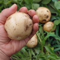 [보름데이] 유기농 강원도 햇  수미감자