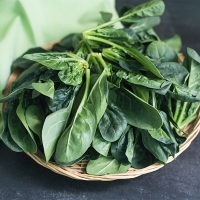[만원의 행복] 남해의 선물  보물초 시금치(푸)