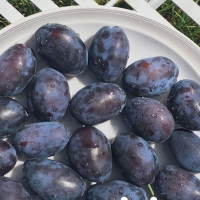 상큼하고 달달한~ 푸룬자두 500g,1kg,1,5kg,2kg [고]
