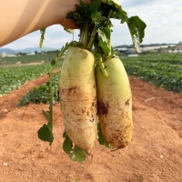 [김장철] [채소브팜] 햇 무 달큰한 무우 무시 못난이 무 미니무 정품무 5kg 10kg 비세척 흙무