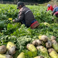 [농장직송] 제주_햇 화산토 무 [8kg-14kg] [익일출고]