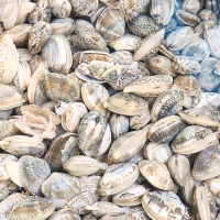 자연산 남해  활  바지락(푸)