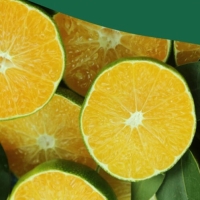 [뉴뜨레] 국내산_냉동 청귤 슬라이스 500g×2ea