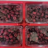  [오커최고] 톡톡 산딸기 생과 산딸기 250g