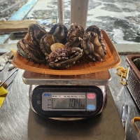 청정지역   완도  활전복(푸)