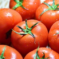 (최켓)완숙토마토 쥬스용 2kg/3kg/4kg