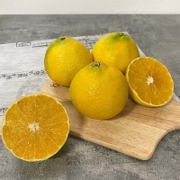 [신한카드 할인] [제주직송] 과즙이 풍부한 황금향