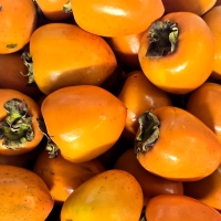 [뜰안애] 제철 대봉감 10kg(41-55과내)