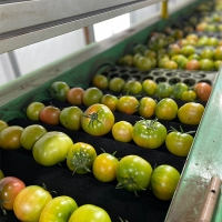 [보름데이] 미네랄 함유량이 많은 대저 토마토