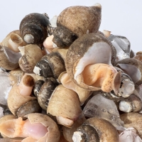 자연산 흑골뱅이 1kg  (기본, 대 ) 자숙