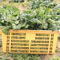 [오커최고] 국내산 시금치 파릇파릇 시금치 500g 1kg 2kg