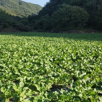 [김장최고] 수박무 아삭 은은 과일 무 무우 무시