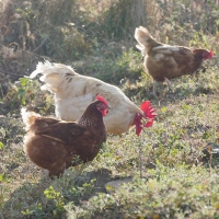 (난각번호 1번) 자연방사 방목 유정란 계란 달걀 30구 (52g이상 특란 무선별 배송) 계란