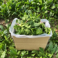 국내산 산지직송 남해 보물초 시금치 500g 외 5종