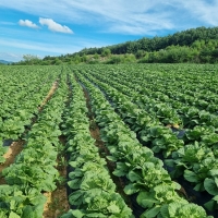 [보름데이] 김장최고 꽉찬 통배추 2.5kg 1통 2통 오커