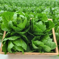 [만원의 행복]  GAP 인증 유러피안샐러드(푸)