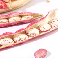 [자연속애] 제철미각 껍질째 그대로 호랑이(얼룩) 강낭콩 2kg/3kg/4kg/5kg