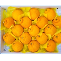 [오커최고] 제주 한라봉 봉봉 한라봉 선물세트 선물가방 보자기