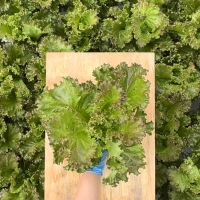 [무농약/수경재배] 유러피안 유럽상추 모듬세트 [600g-1kg/3종랜덤발송]